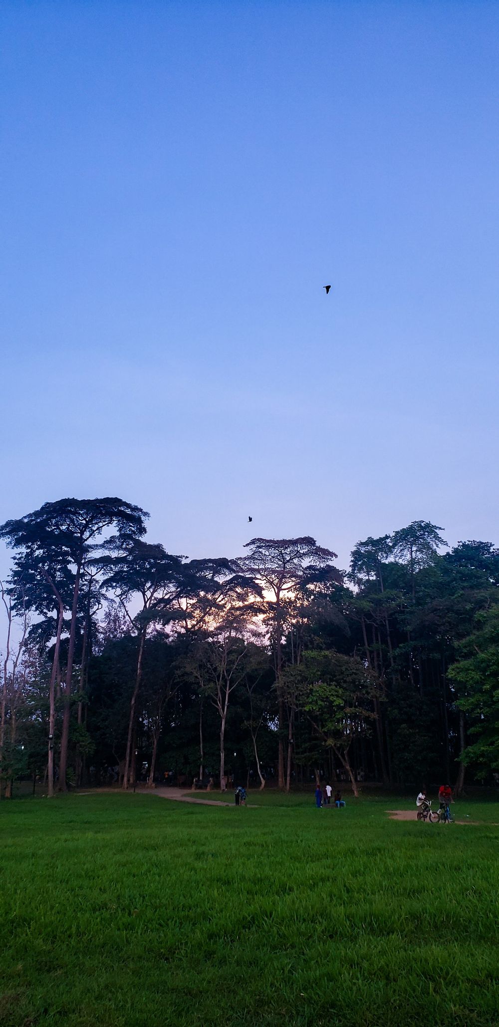 Tall trees in a park at dusk with people walking on green grass below.