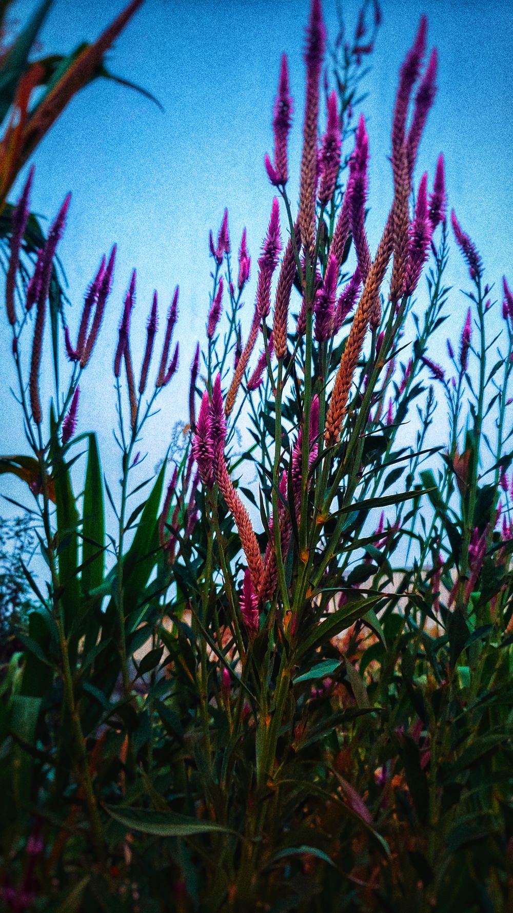 Purple flowering plants against blue sky in close-up nature shot.