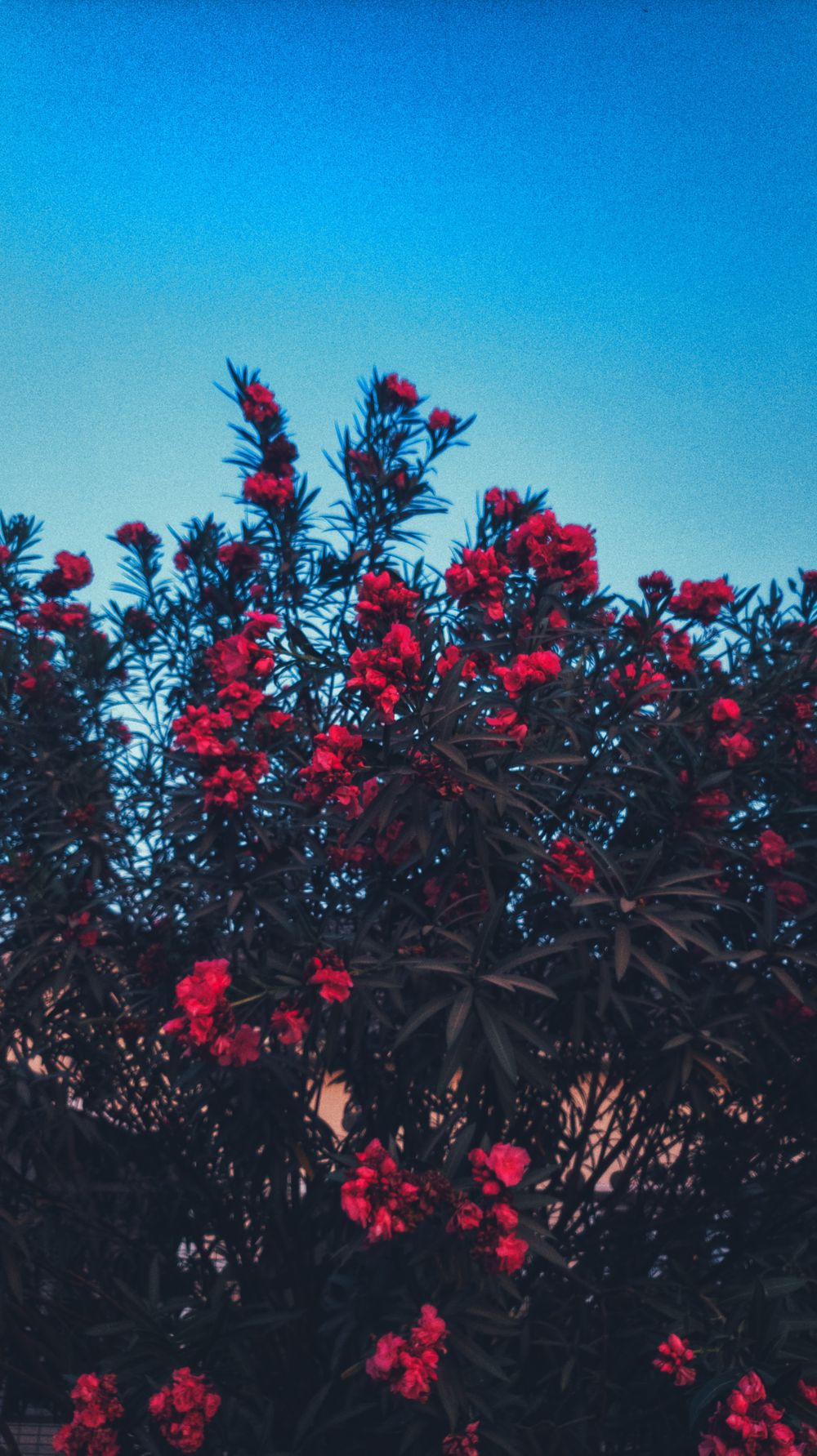 Vibrant red flowers bloom against deep blue sky in a moody, low-angle garden shot.
