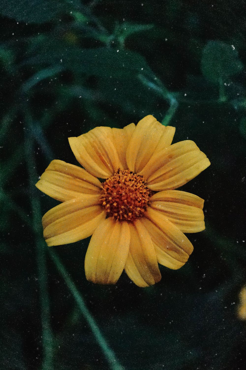 Single yellow cosmos flower with dark center set against a deep mysterious background.