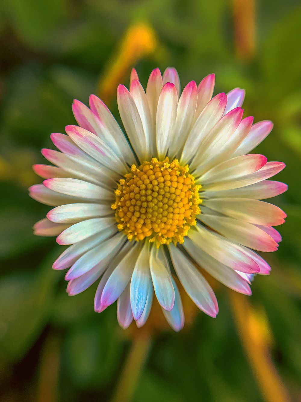 Close-up of a delicate daisy with white petals tinged pink at the tips and a yellow center.
