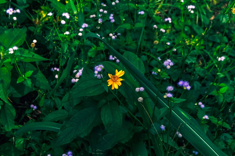 Small yellow wildflower blooming among lush green foliage and tiny white blossoms.