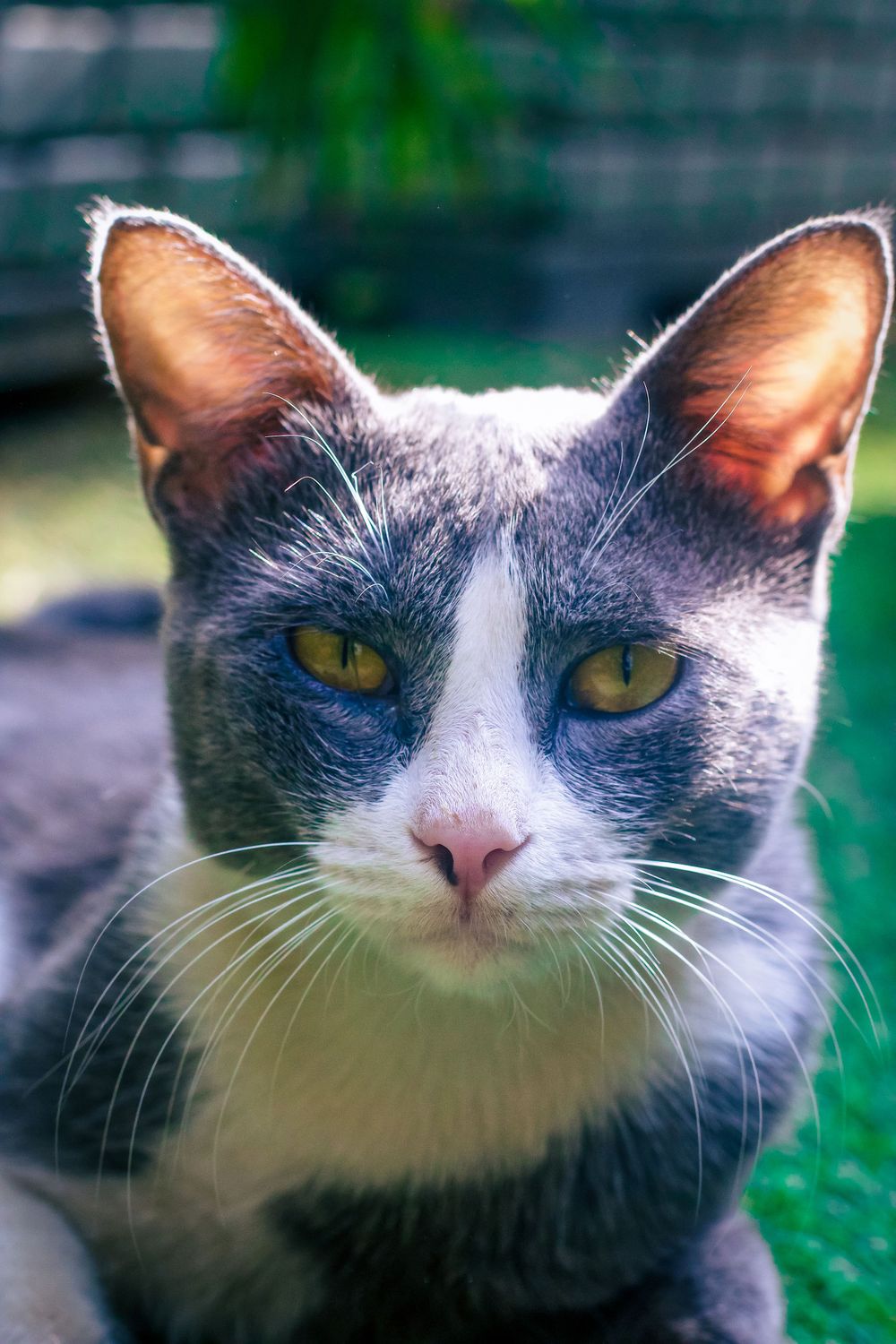 Close-up portrait of a grey and white cat with striking yellow eyes against a blurred natural background.