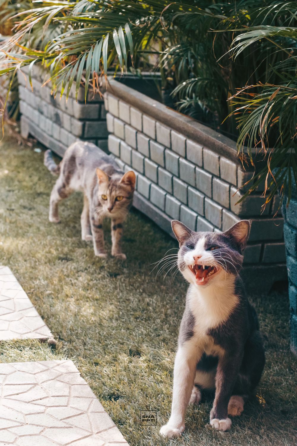 Two cats on garden path, one yawning while other walks behind near palm plants.
