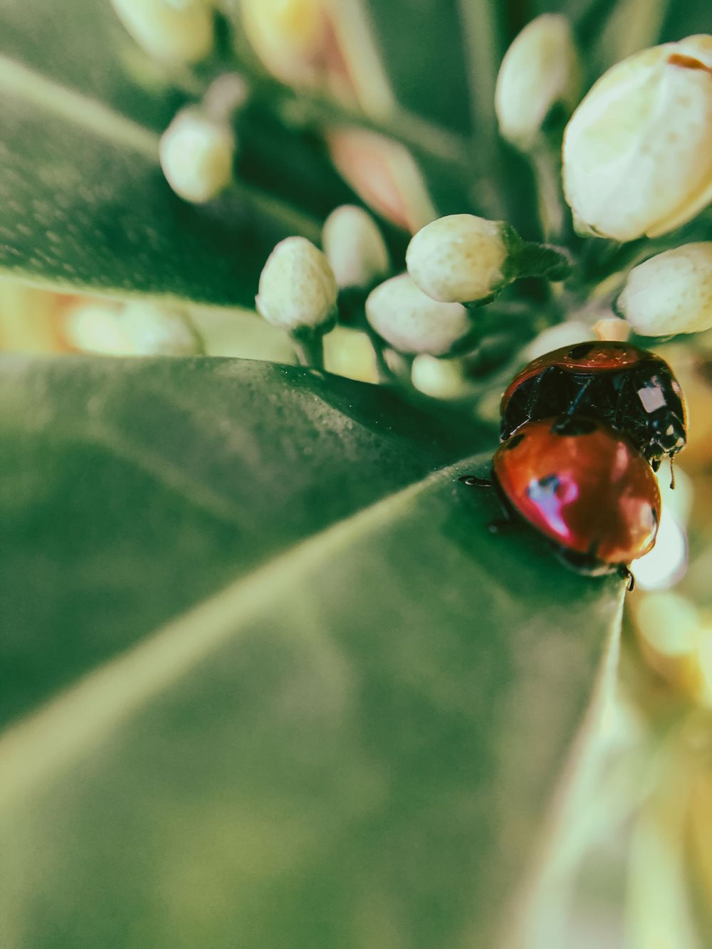 Red ladybug resting on dark green foliage with soft-focused white buds.