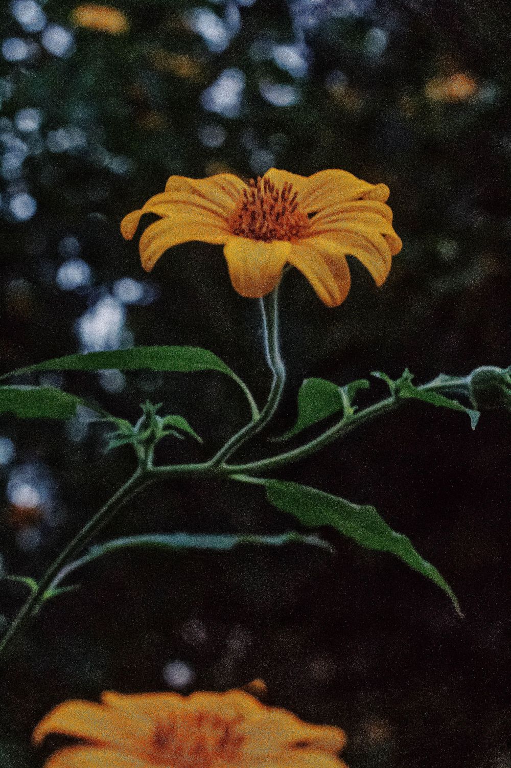 Single orange Mexican sunflower with green leaves against a dark blurred background.