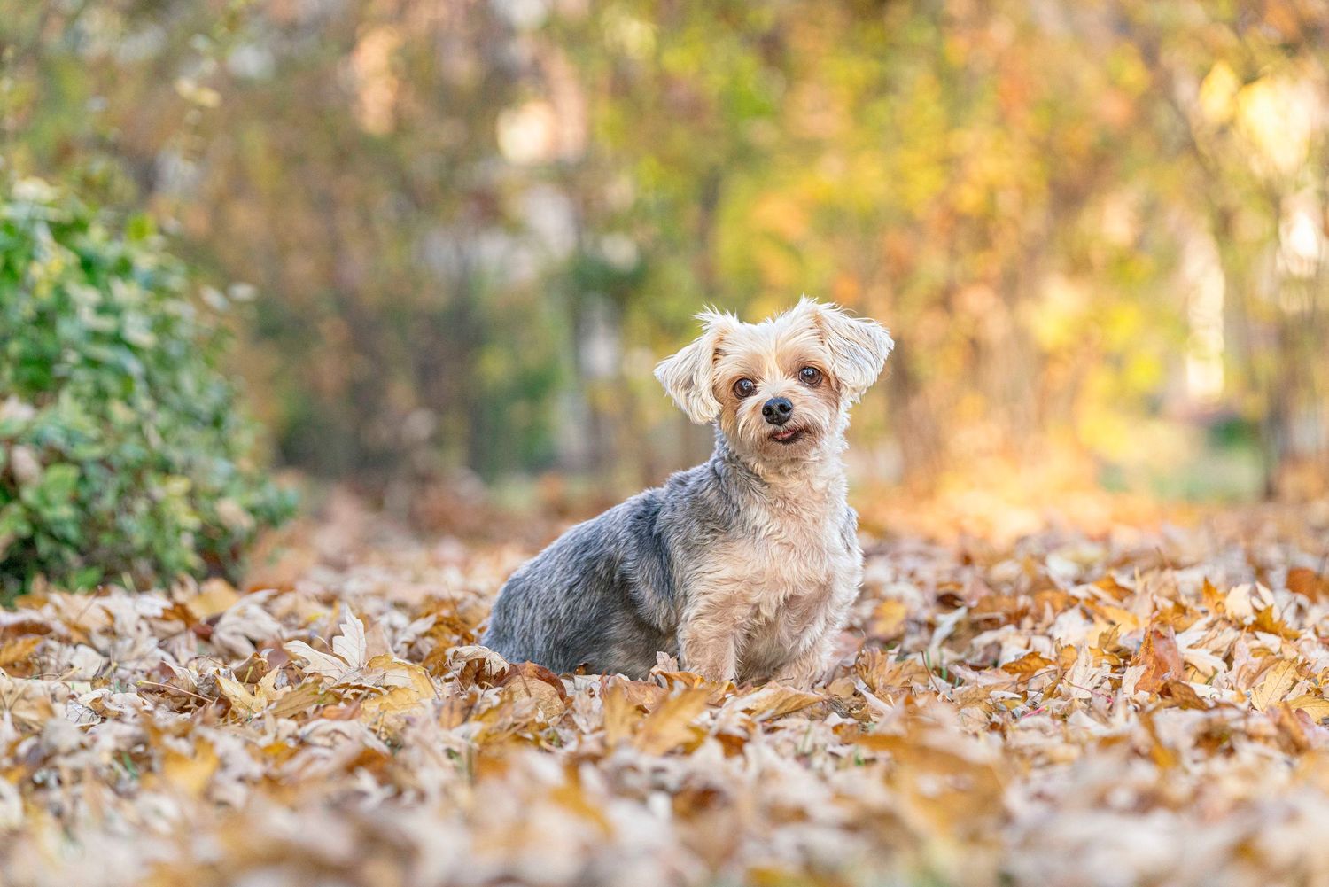 Professional pet portraits in Toronto