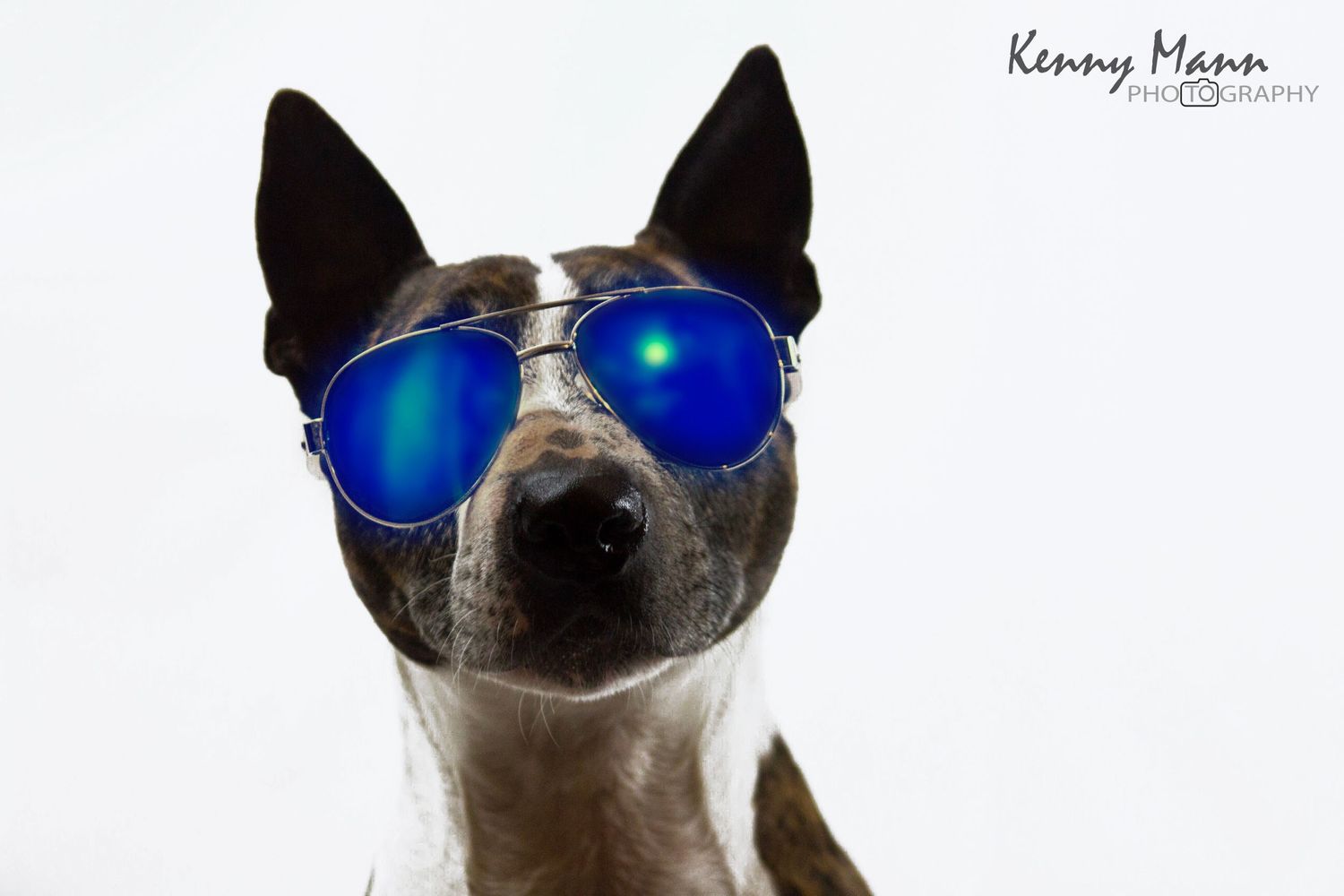 Fun Dog