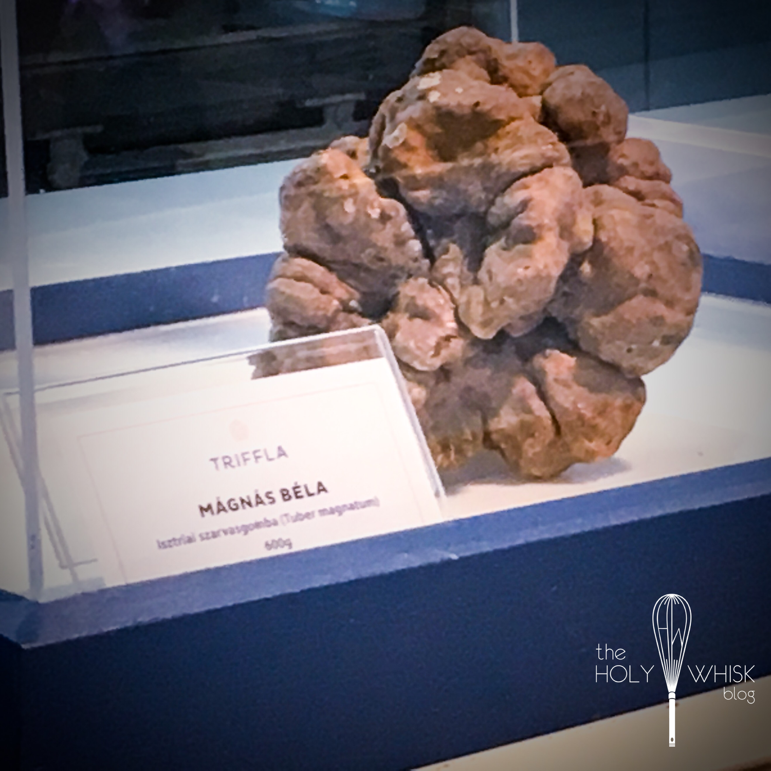 Huge Truffle At The Stall Of Triffla - Photo by © Reka Csulak
