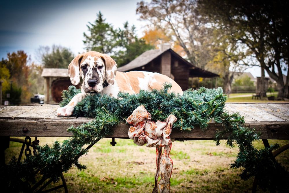 A Great Dane dog rests on a wooden fence with autumn trees and a cabin in the background.
