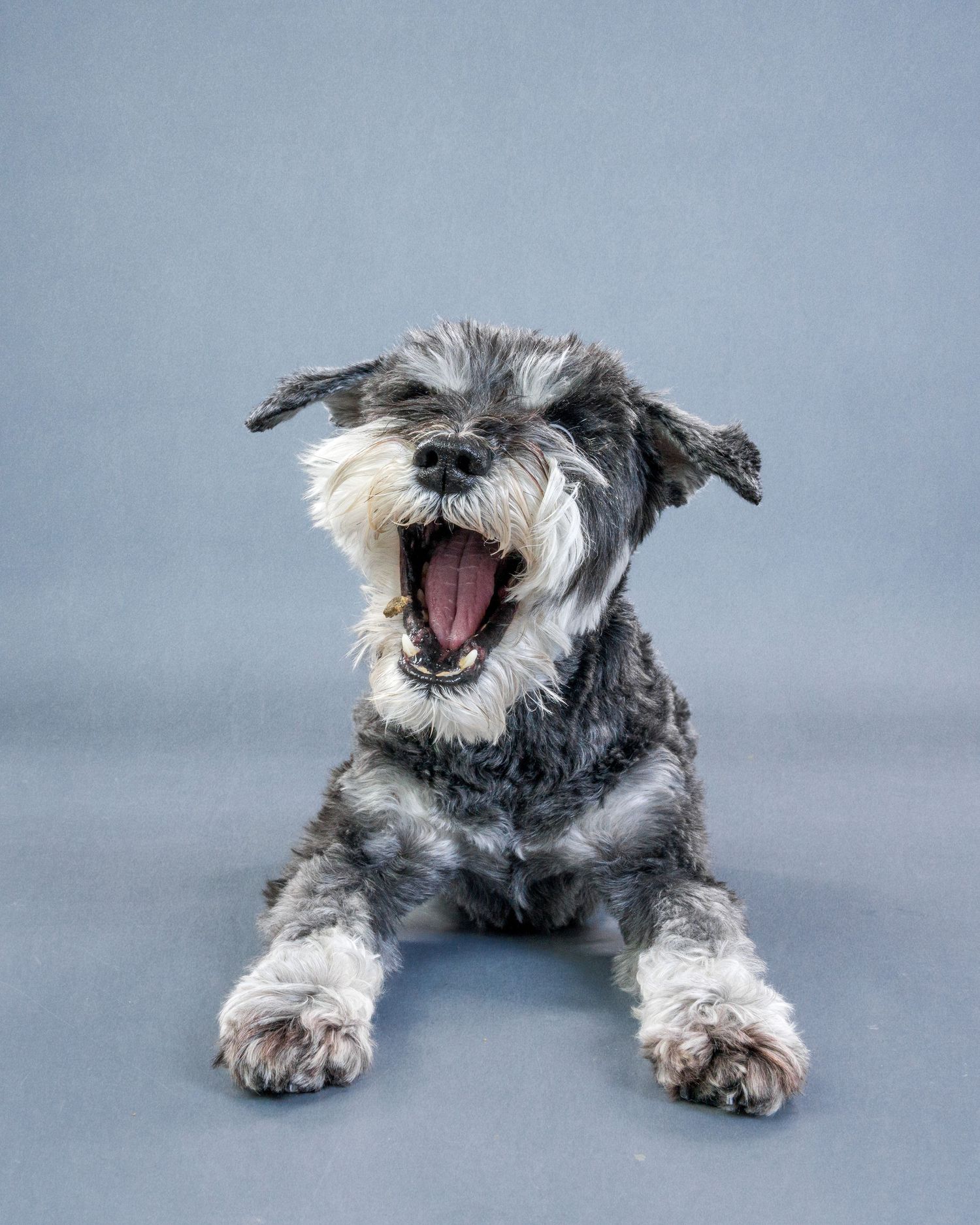 Pet photography studio