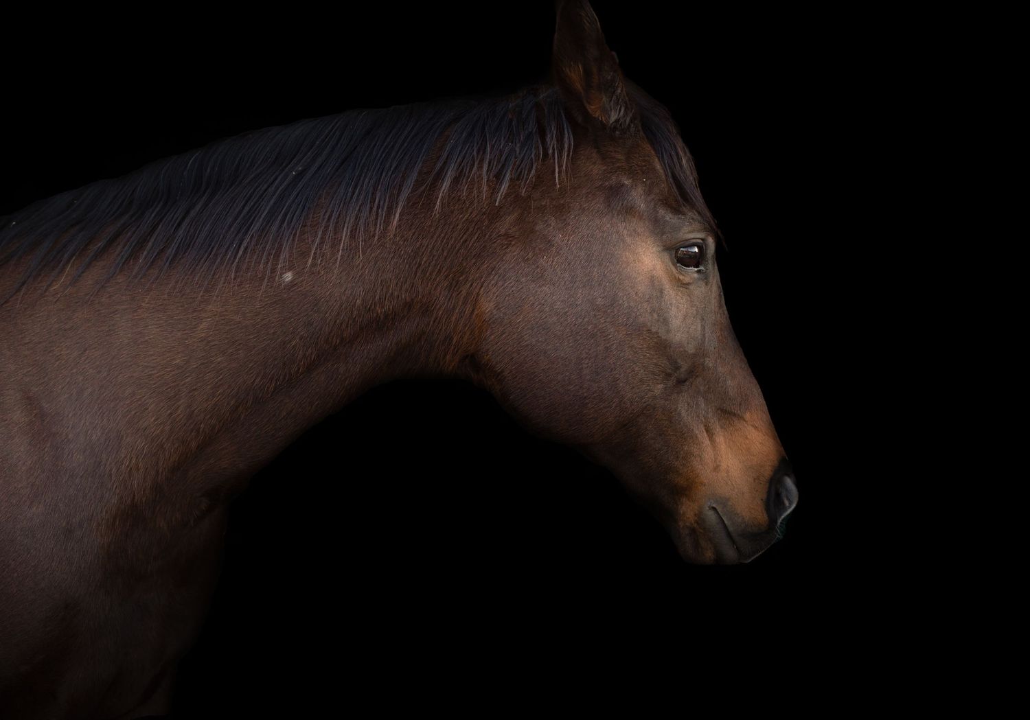 equine, horse, western, texas, texas photographer