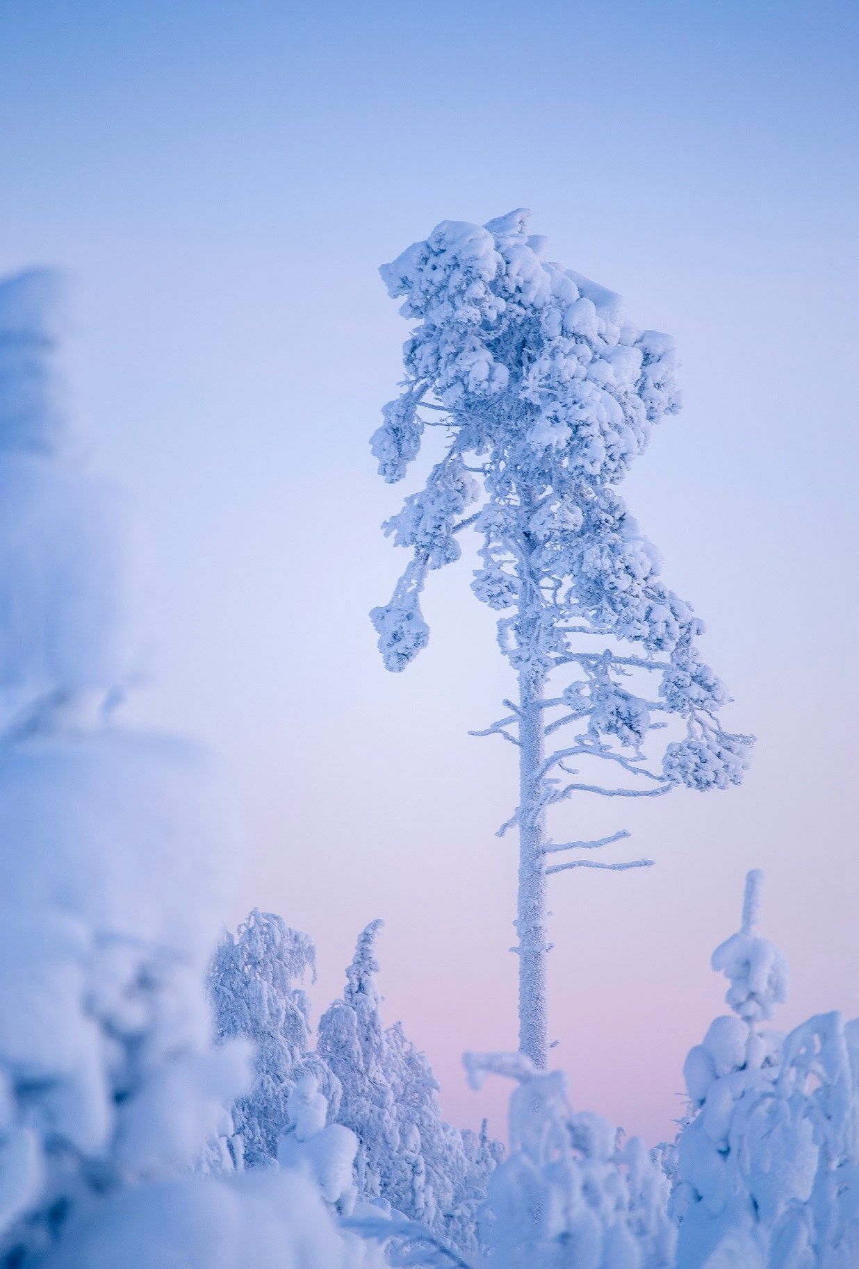 A snow-covered pine tree stands alone against a soft pastel blue and pink winter sky.