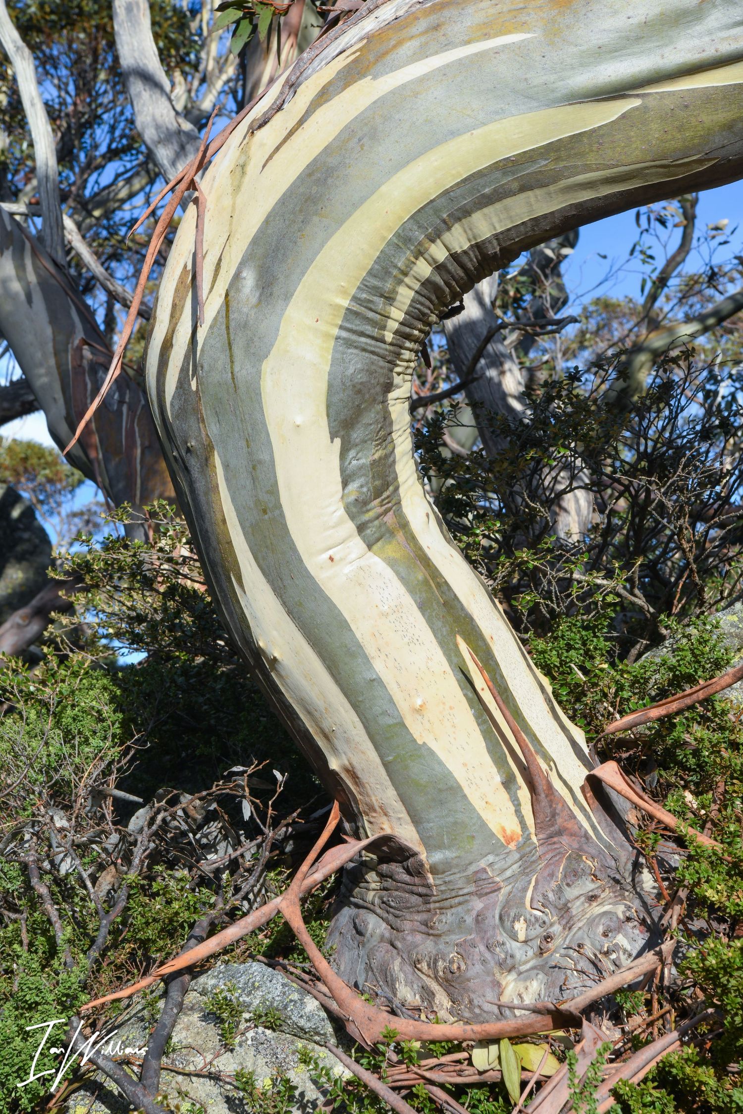 Snow gum