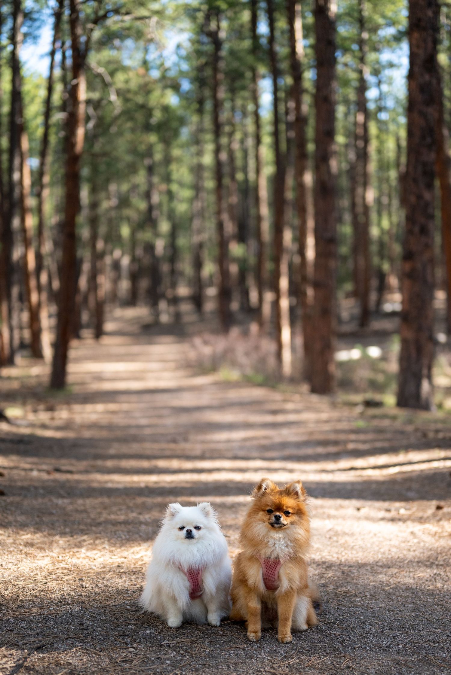 Photo session at Fox Run Regional Park in Black Forest, CO,