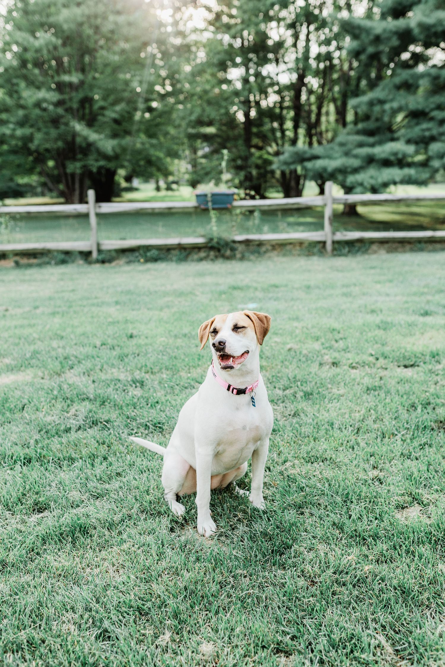 dog