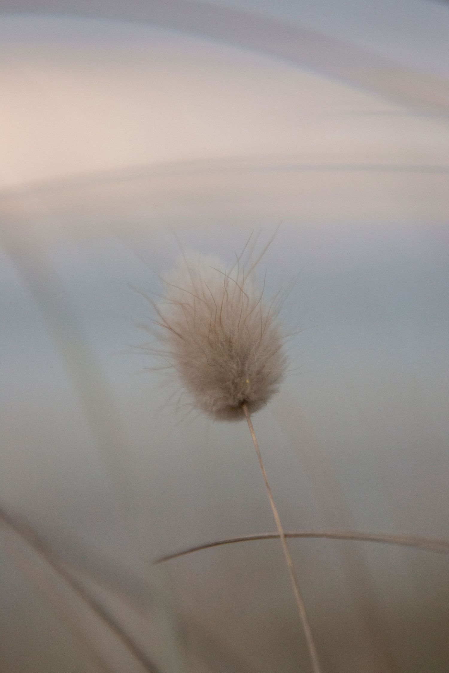A delicate, fluffy seed head of a grass plant stands out in soft focus against a dreamy, pastel-toned background.