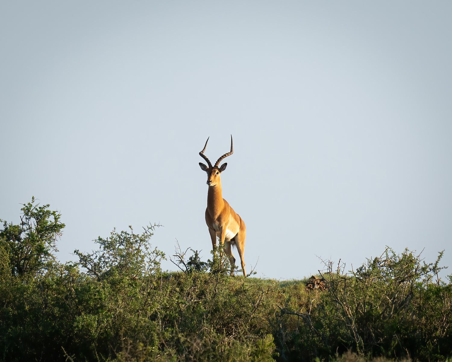 A majestic gazelle with long horns stands alert on a hill against a misty sky.