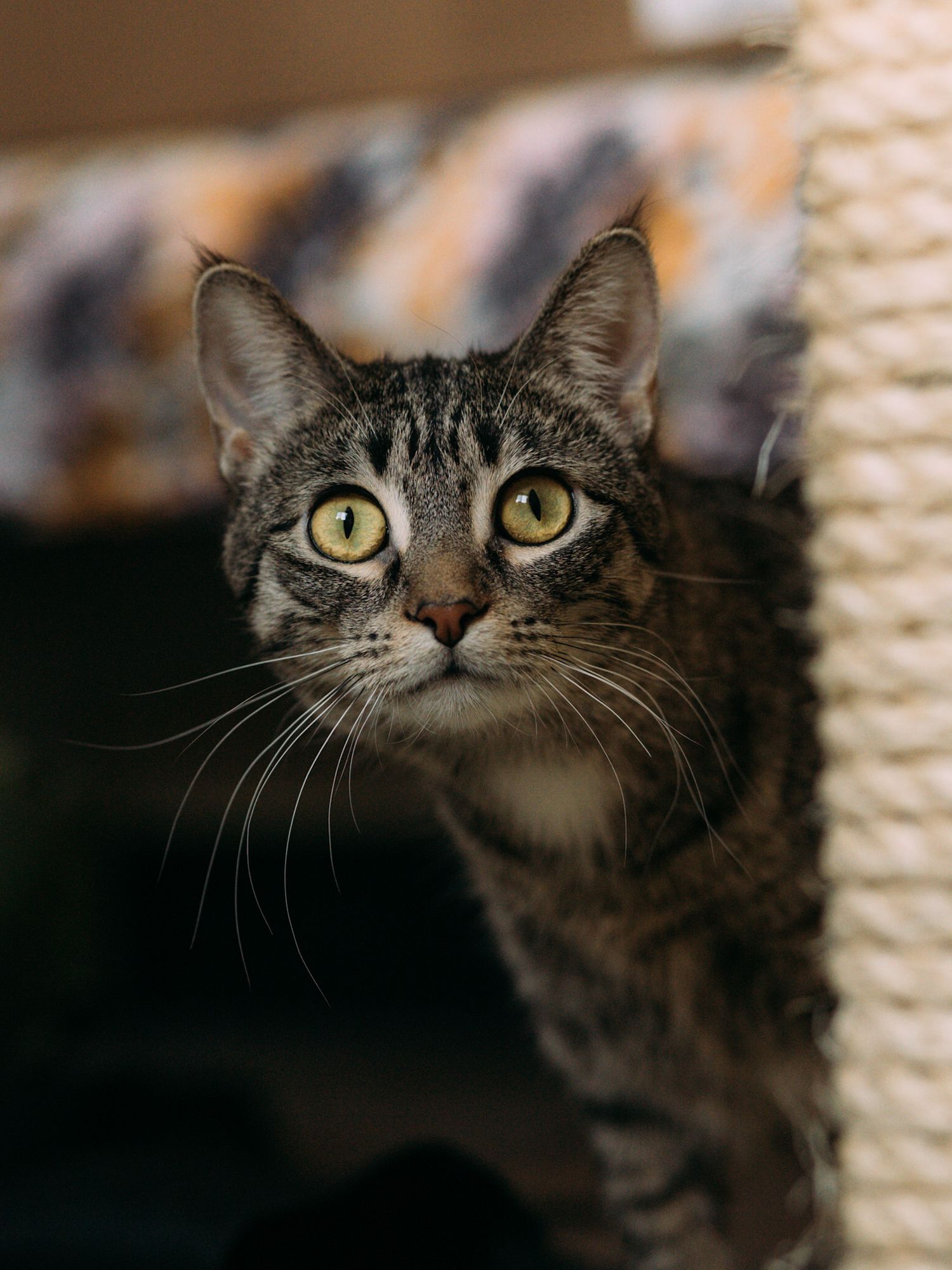 brown tabby cat with yellow eyes peeking out from behind a tall scratching post