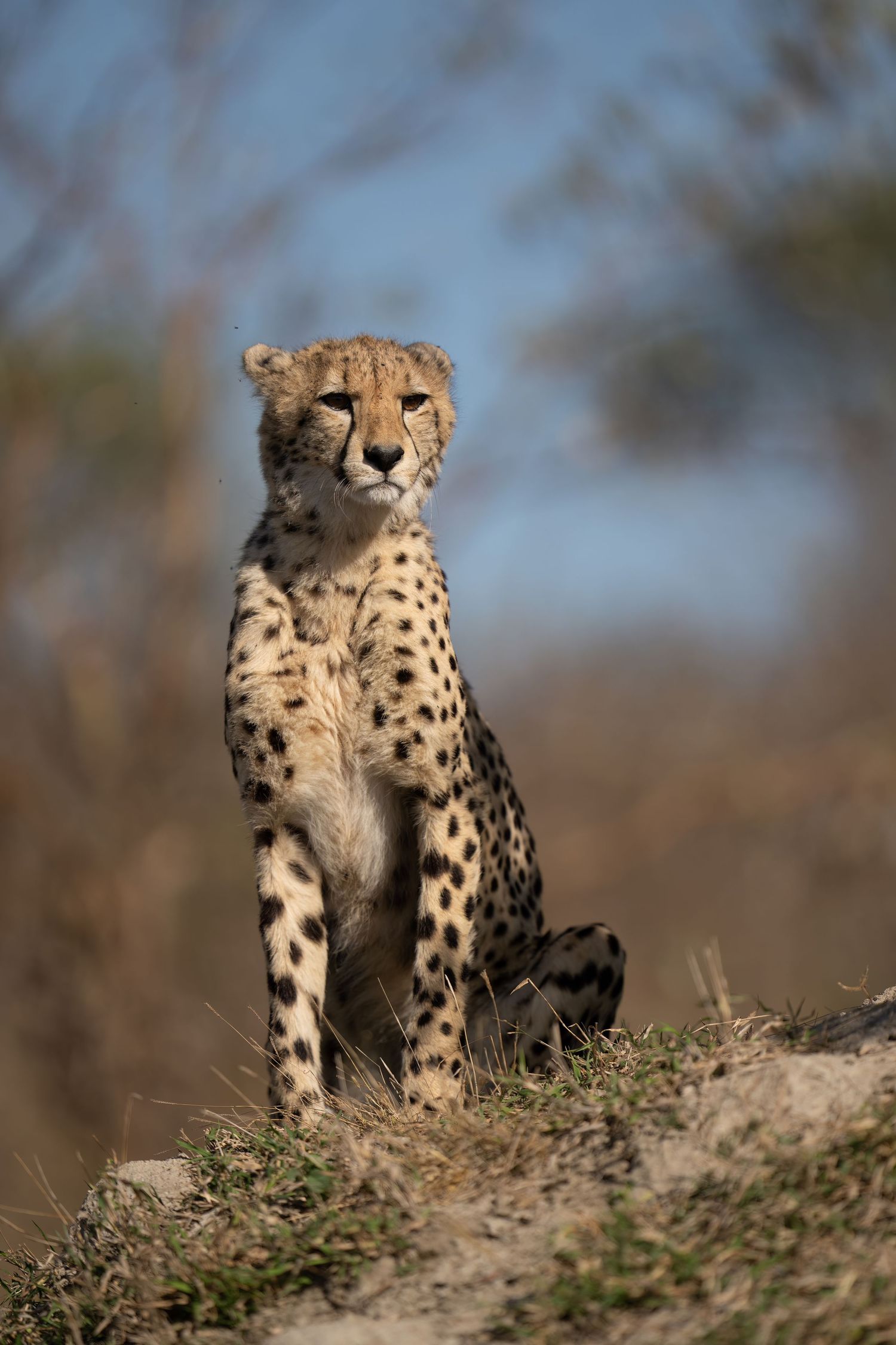 A cheetah sits alert on a hilltop scanning its surroundings.
