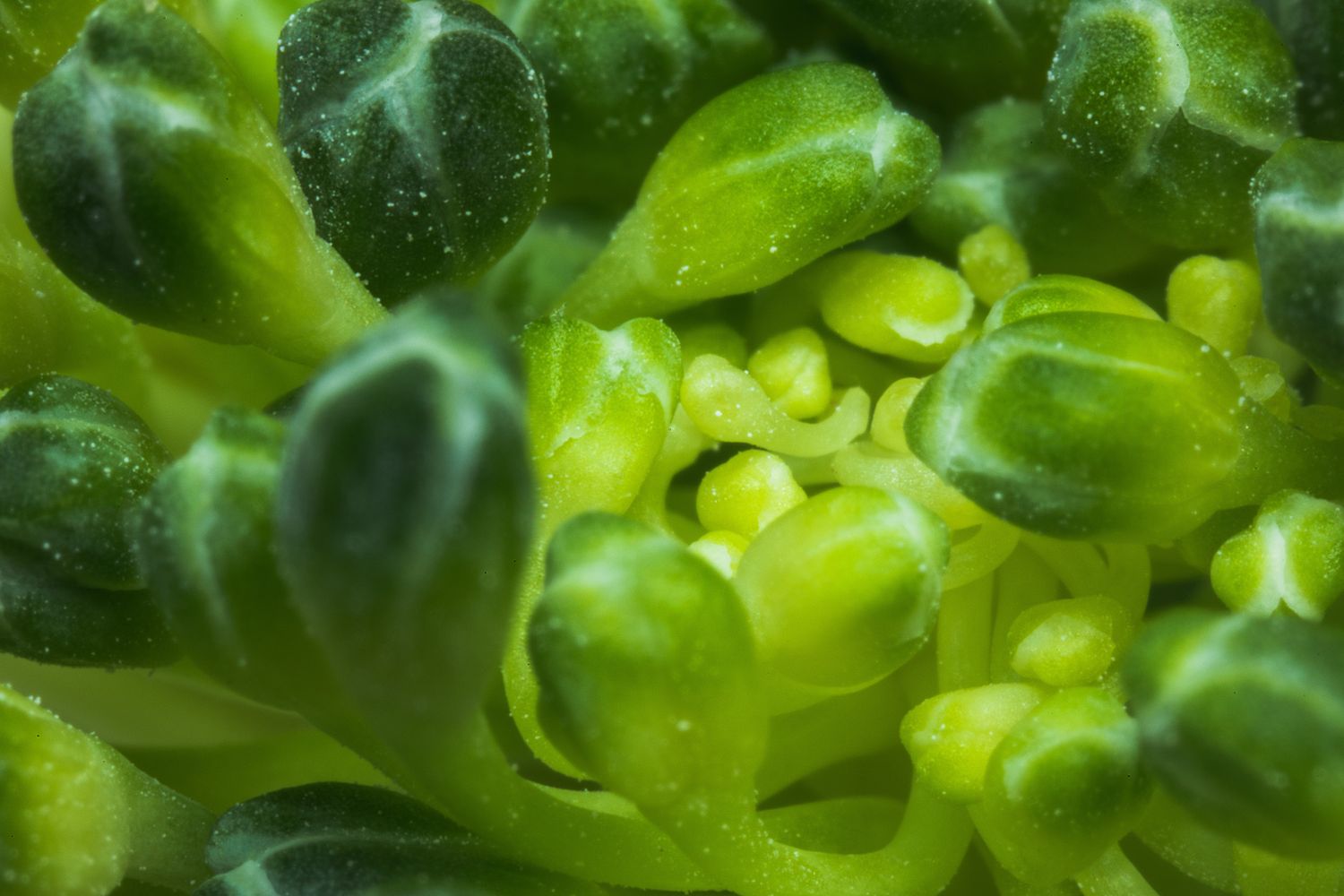 Close-up view of fresh bright green broccoli florets showing intricate vegetable patterns.