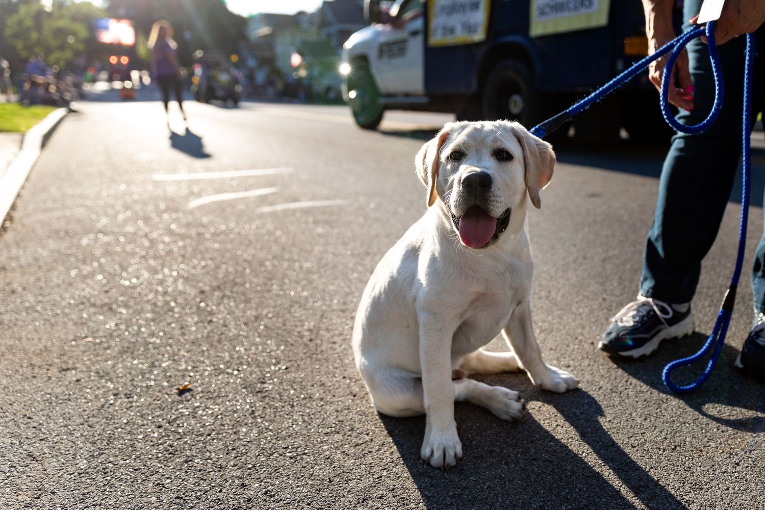 Puppy walking on leash during outdoor training session on asphalt path.