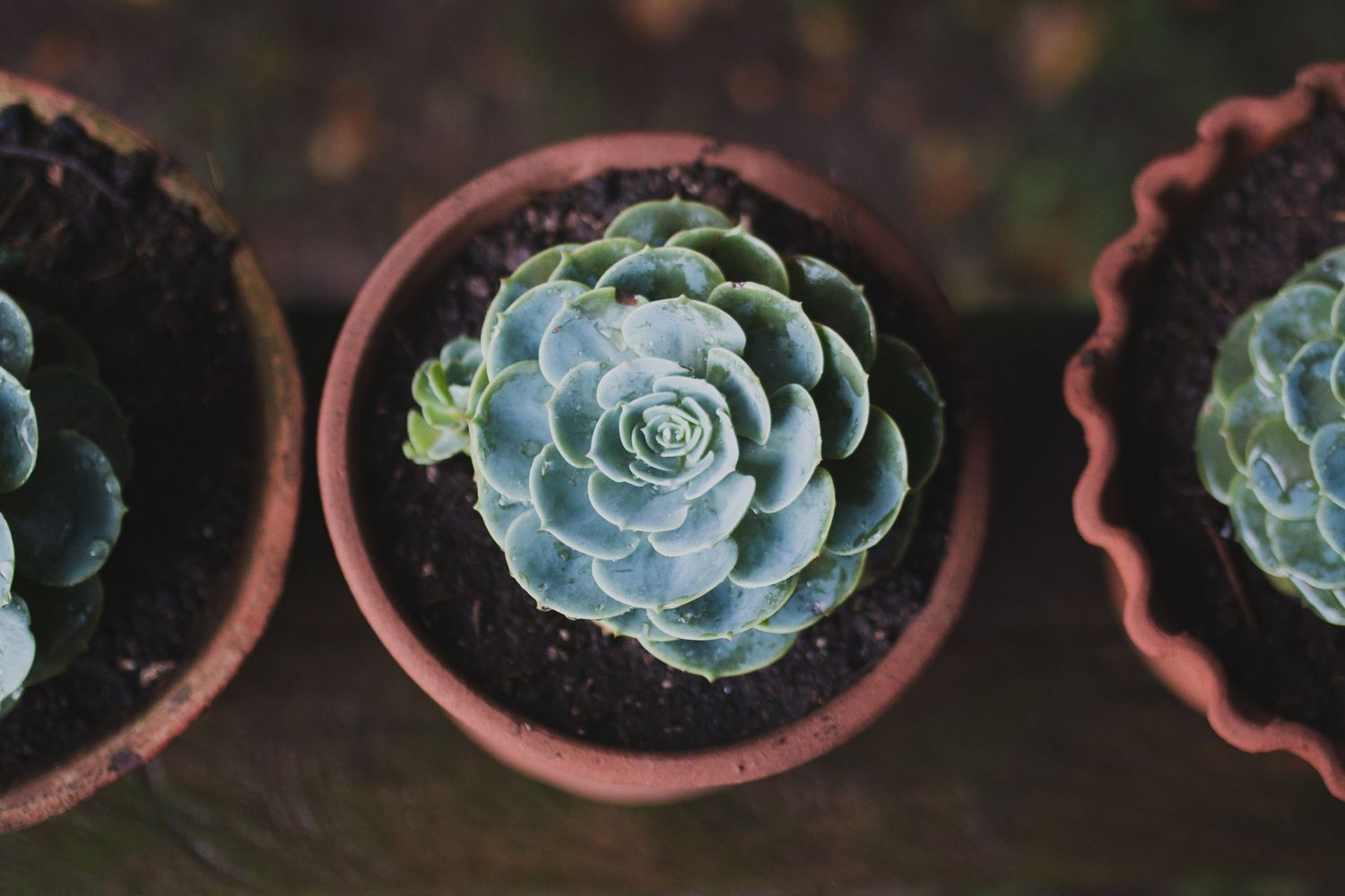 Green succulent echeveria in a terra cotta pot
