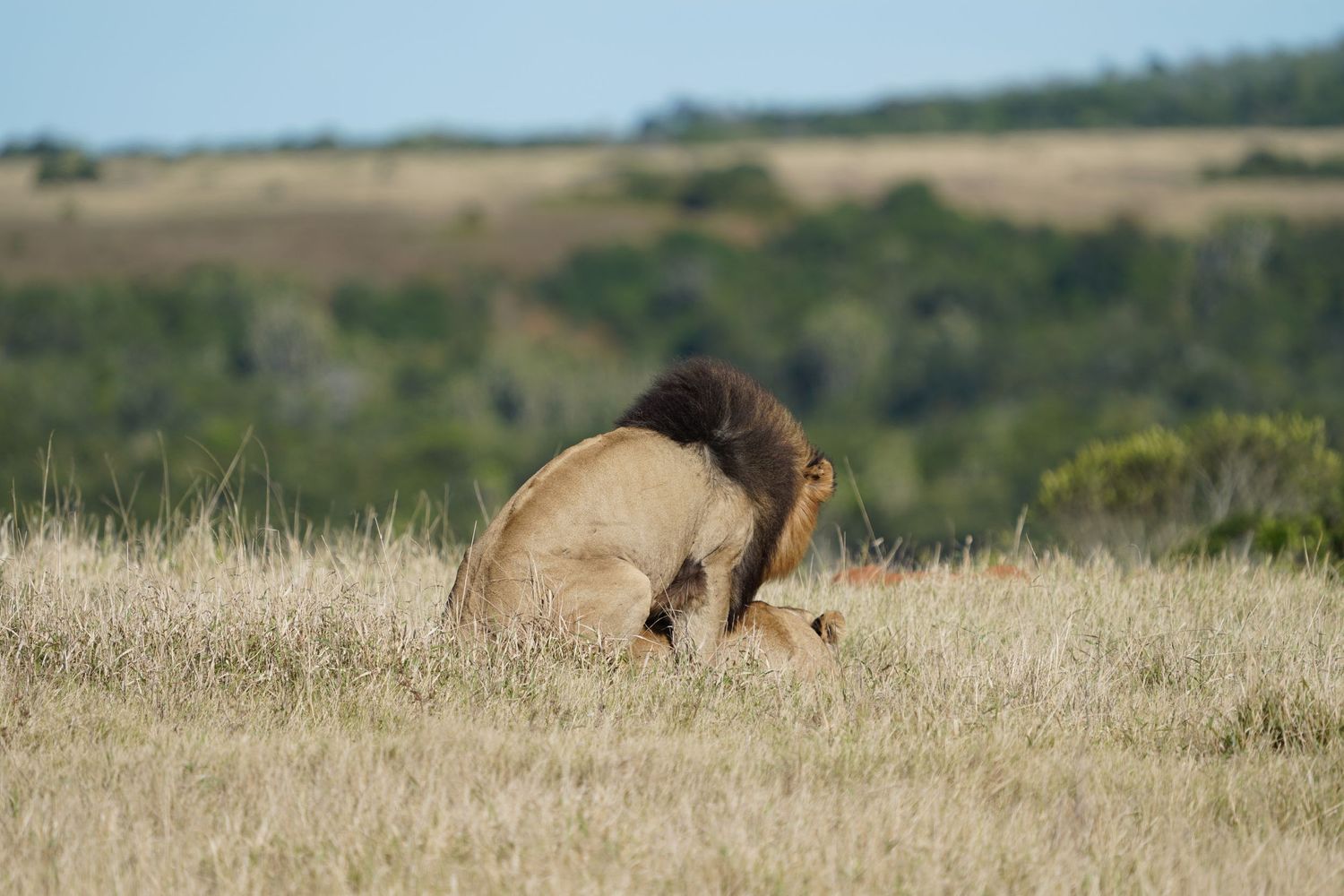 Lions resting together in tall golden savanna grass during sunset.