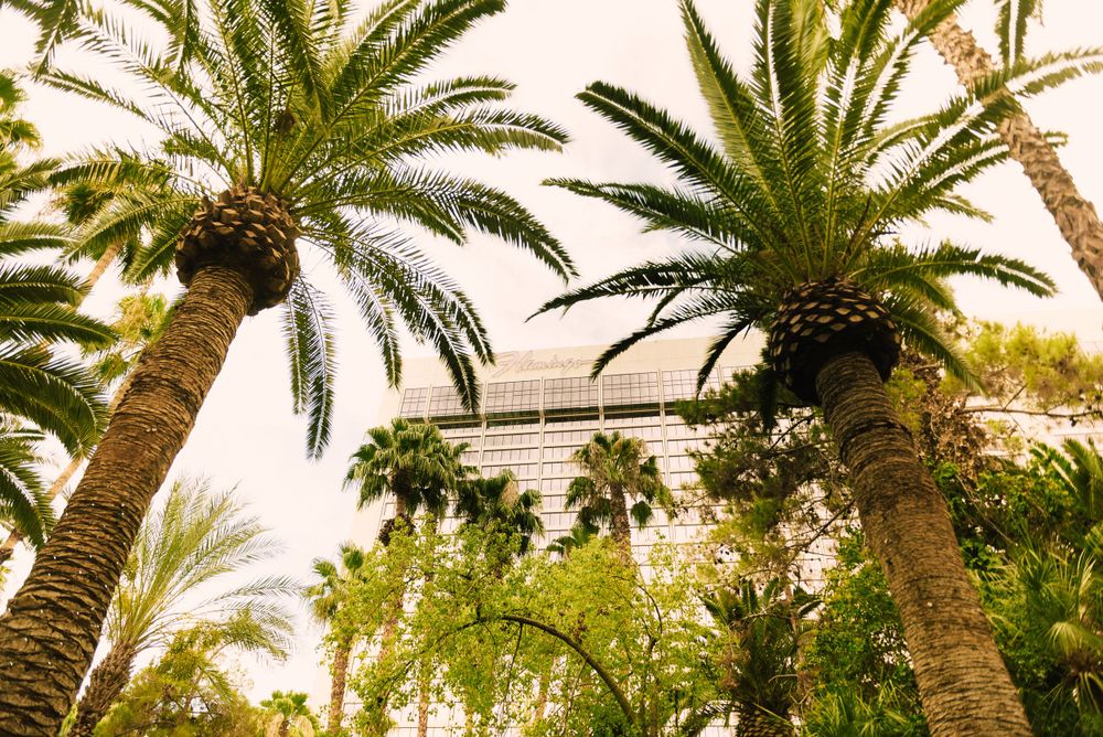 Las Vegas Wedding Photographer - Flamingo Las Vegas Hotel