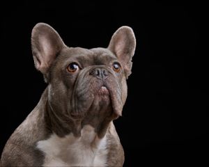Dog, pet & family photographer in Dinas Mawddwy. Dolgellau, Machynlleth, Powys, Shropshire, Gwynedd, Snowdonia.