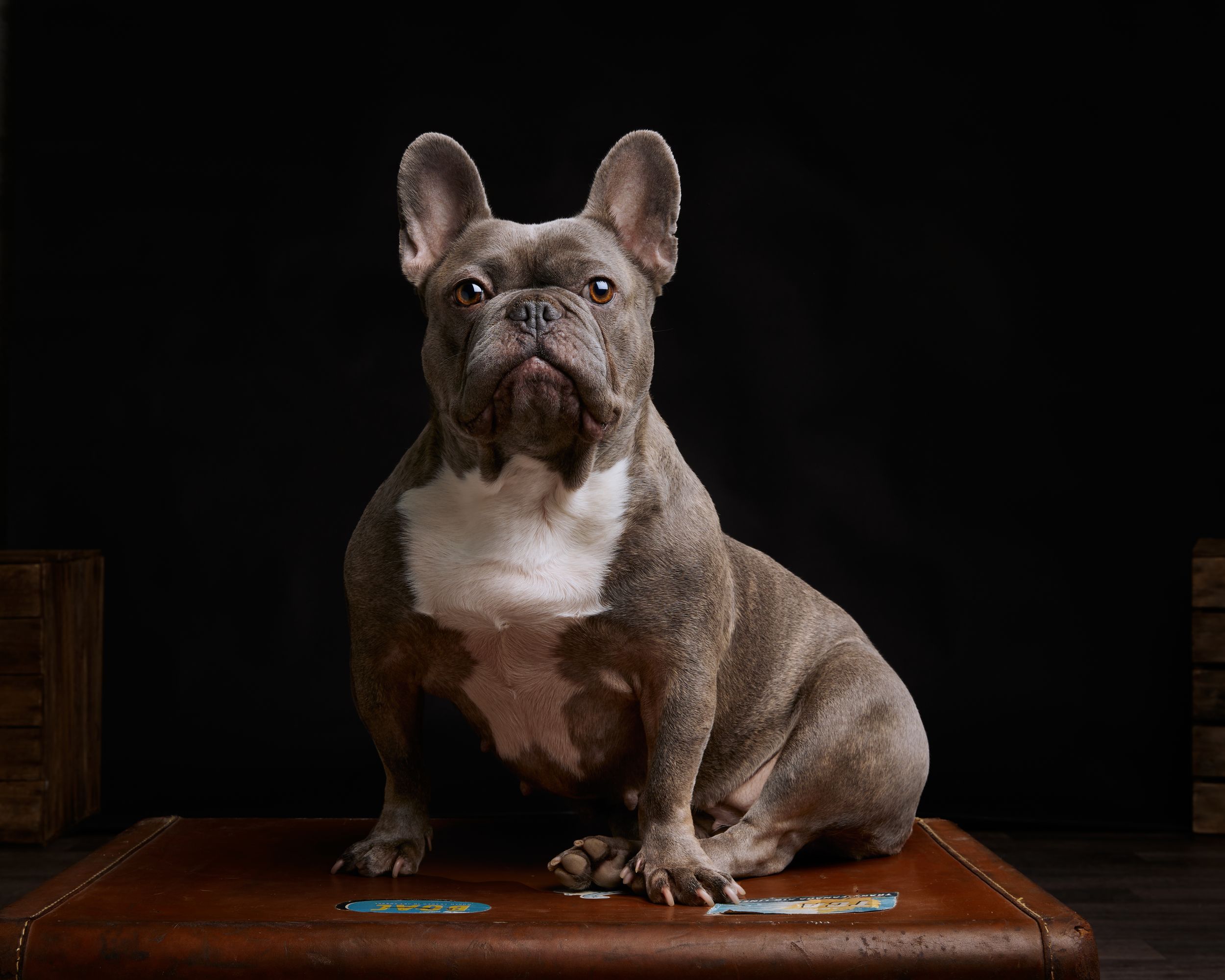 Dog, pet & family photographer in Dinas Mawddwy. Dolgellau, Machynlleth, Powys, Shropshire, Gwynedd, Snowdonia.