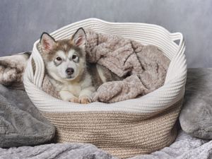 Dog, pet & family photographer in Dinas Mawddwy. Dolgellau, Machynlleth, Powys, Shropshire, Gwynedd, Snowdonia.