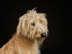 Dog, pet & family photographer in Dinas Mawddwy. Dolgellau, Machynlleth, Powys, Shropshire, Gwynedd, Snowdonia.