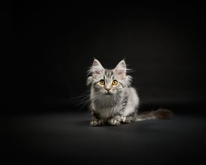Dog, pet & family photographer in Dinas Mawddwy. Dolgellau, Machynlleth, Powys, Shropshire, Gwynedd, Snowdonia.