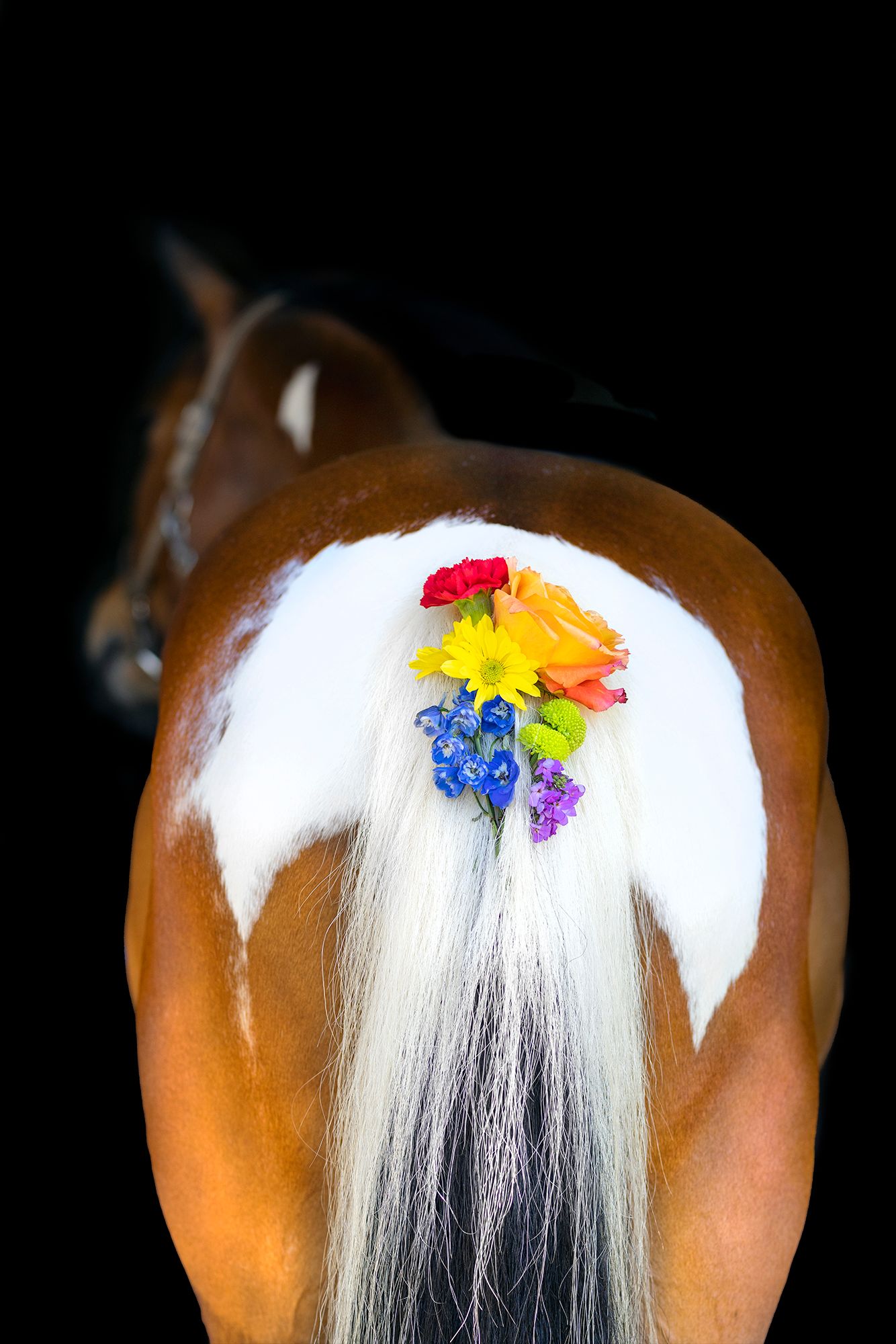 bay pony tail with rainbow flowers part of lgbt pride collection  captured by q2 photography