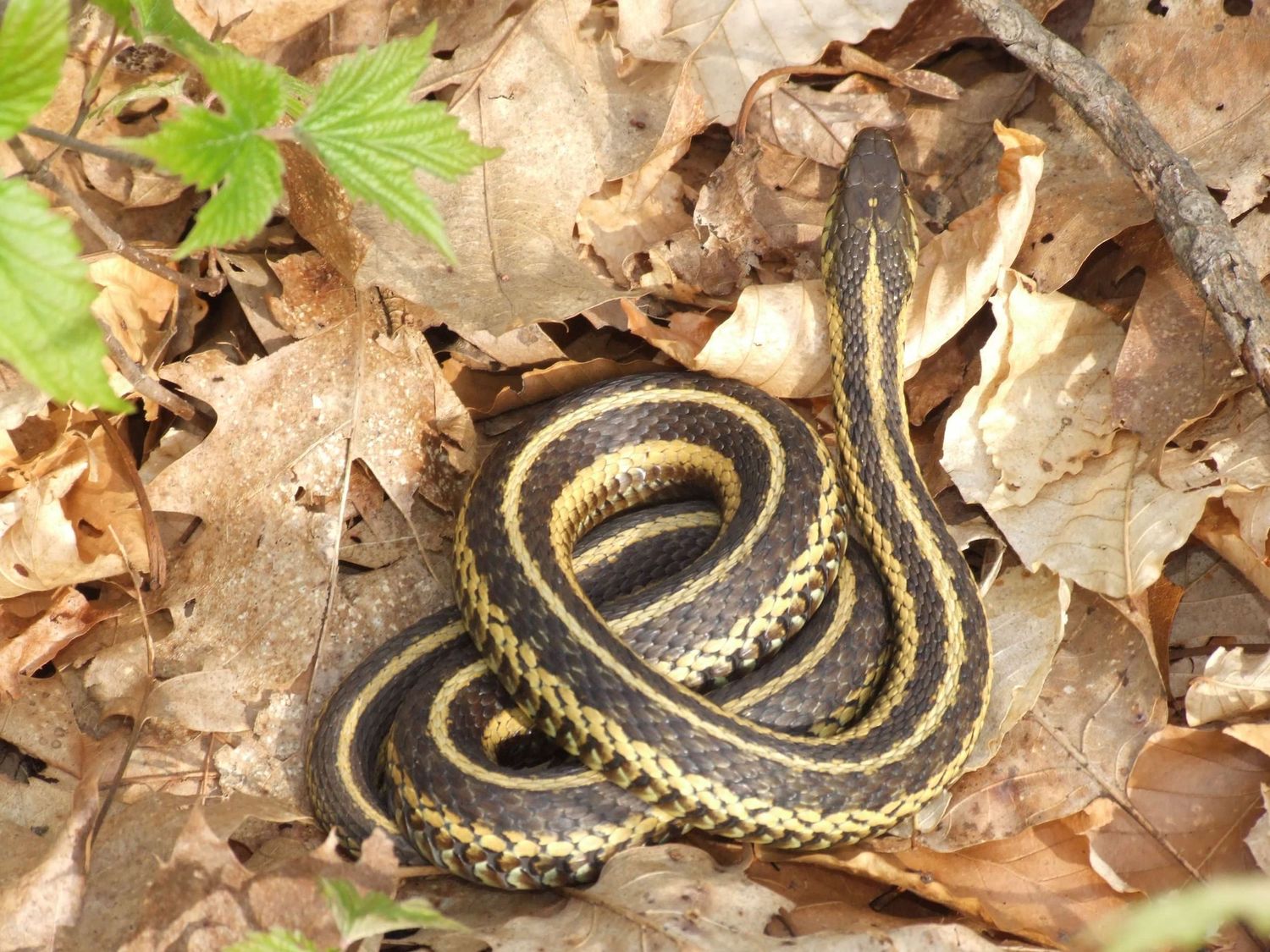 Gone herping