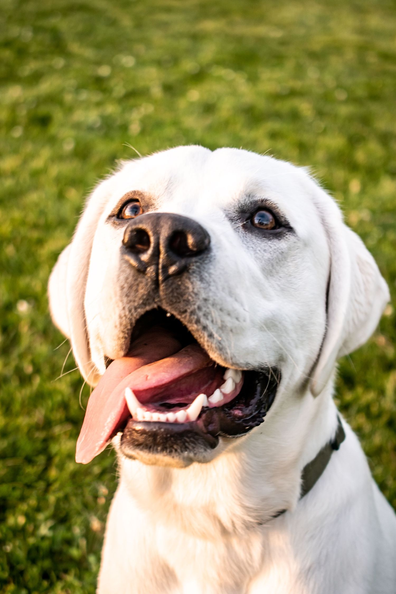 Close-up portrait of happy white dog with tongue out against green grass background.