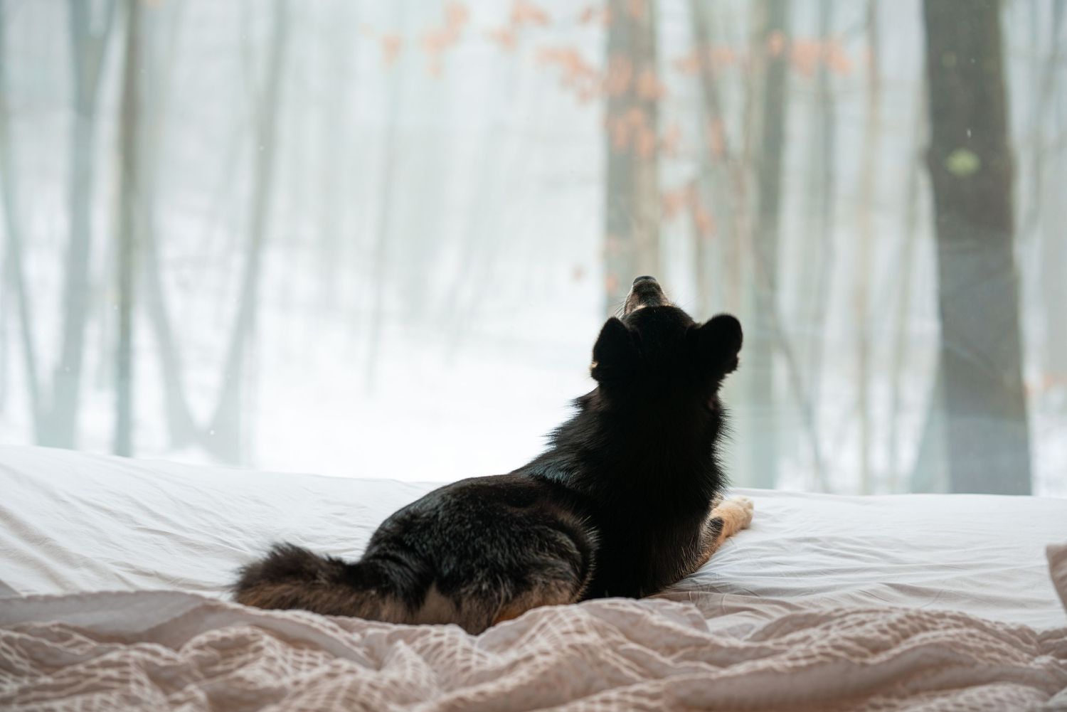 Black dog silhouetted against foggy window watching outdoors from bed.