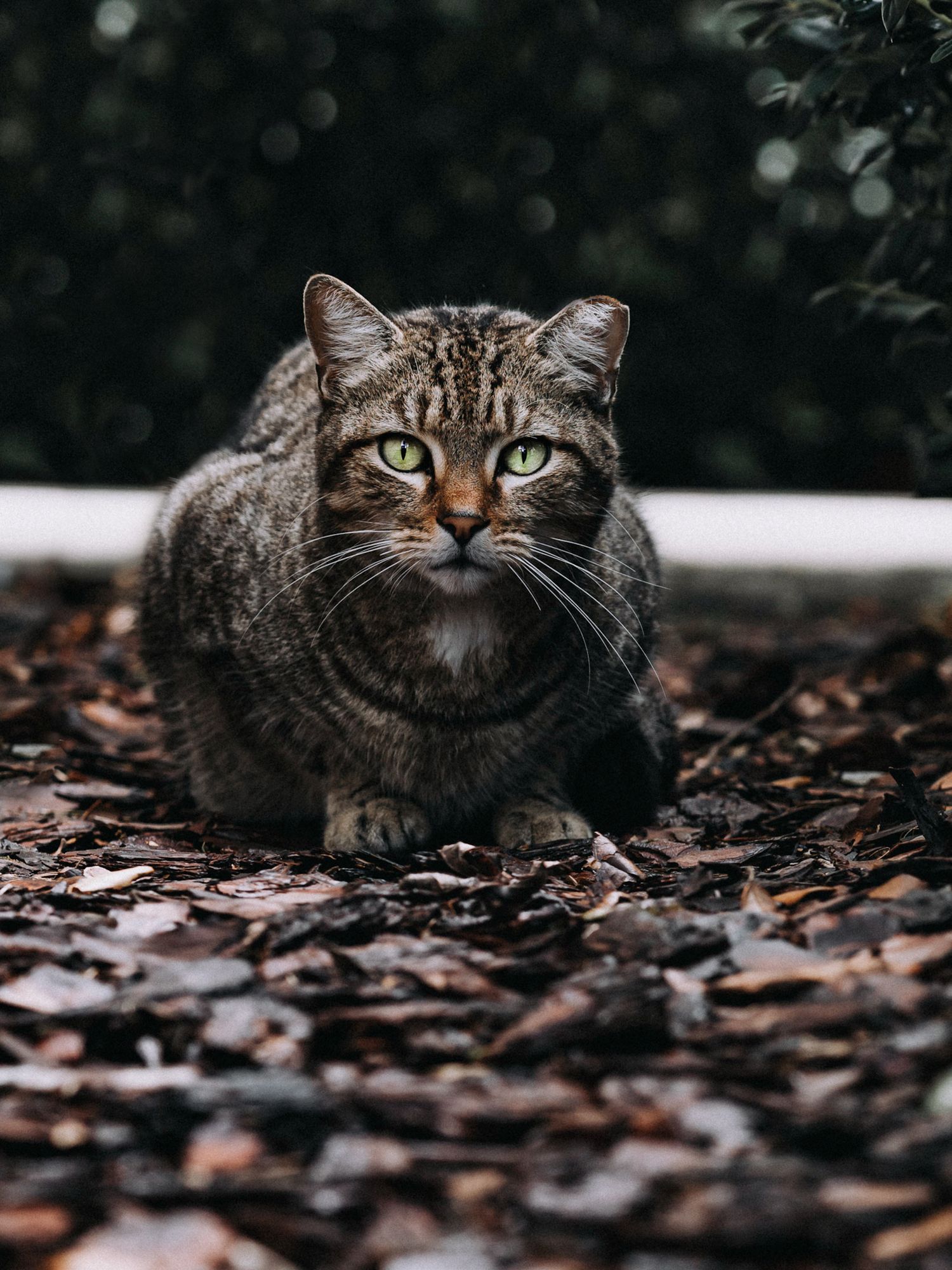 A tabby cat with intense green eyes sitting among fallen leaves.