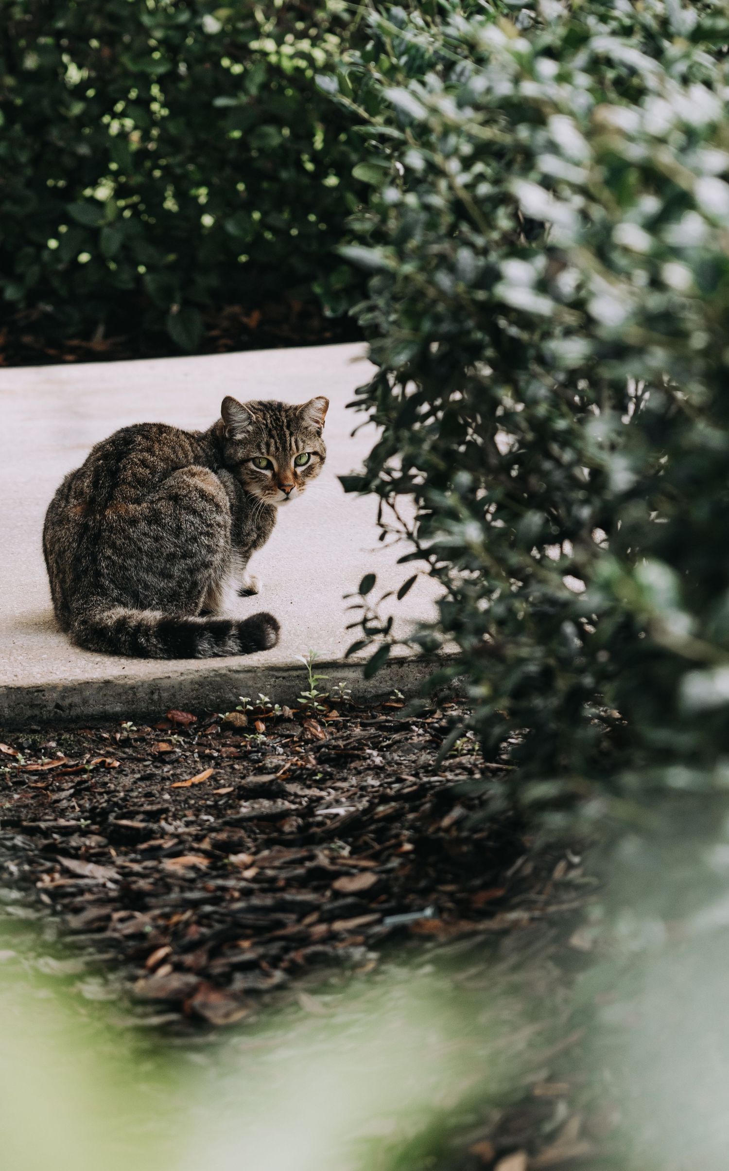 A tabby cat sitting on a concrete path near green foliage.