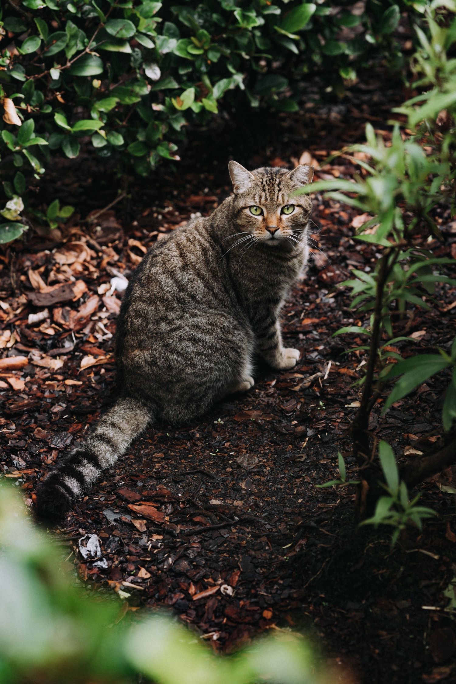 Striped tabby cat sitting on mulch path surrounded by green bushes.