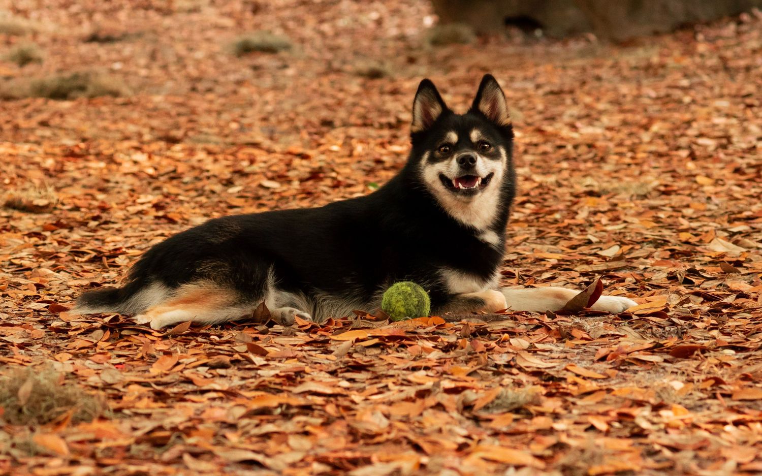 Black and tan Shiba Inu dog lying on fallen autumn leaves with a tennis ball.
