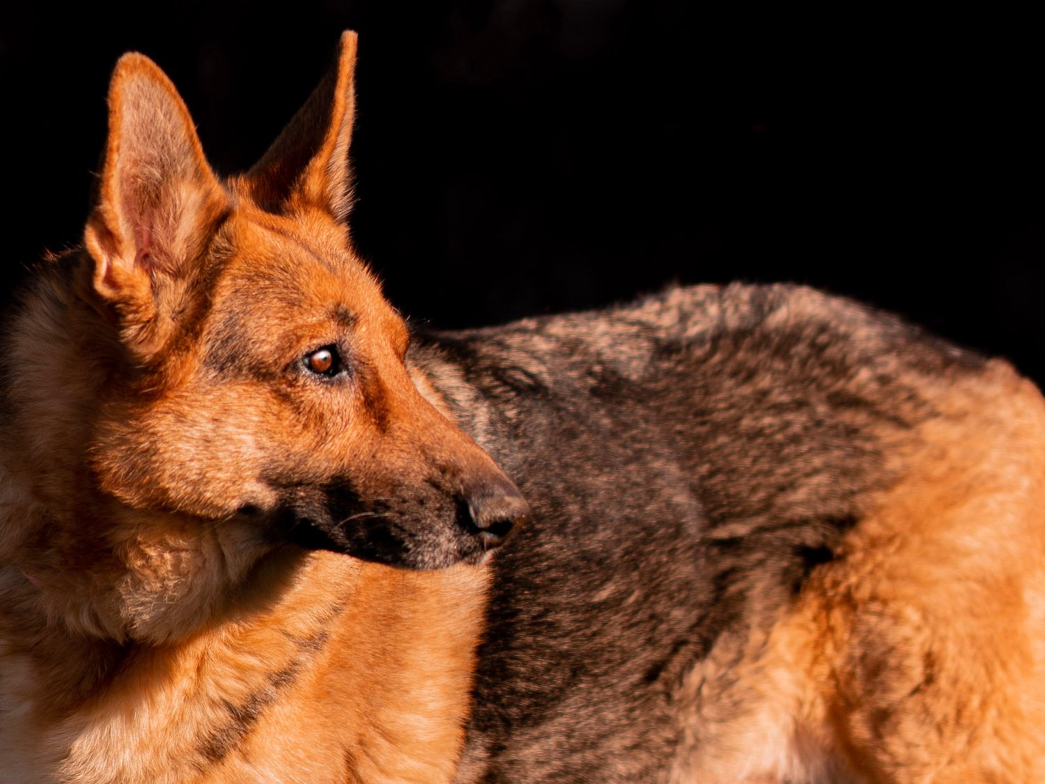A German Shepherd in profile against a dark background.
