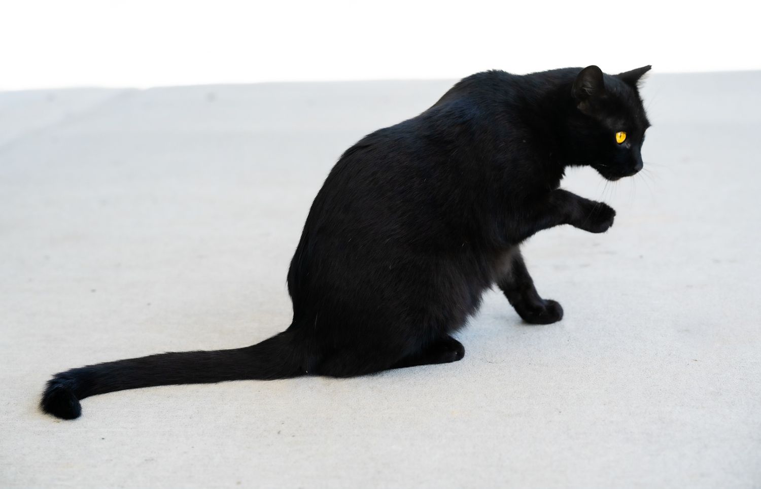 A black cat sitting on a white surface viewed from its side.