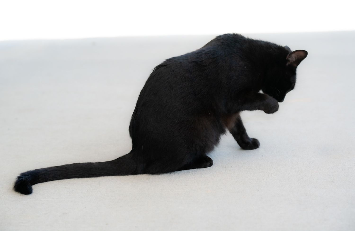 A black cat sitting on a white surface looking down.