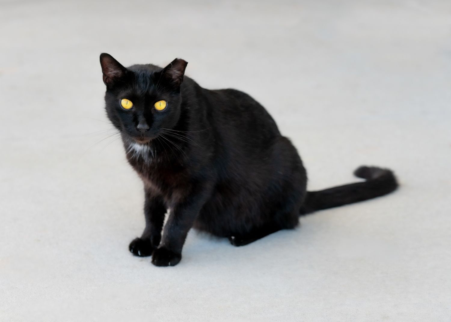 A black cat with bright yellow eyes sitting on a light colored surface.
