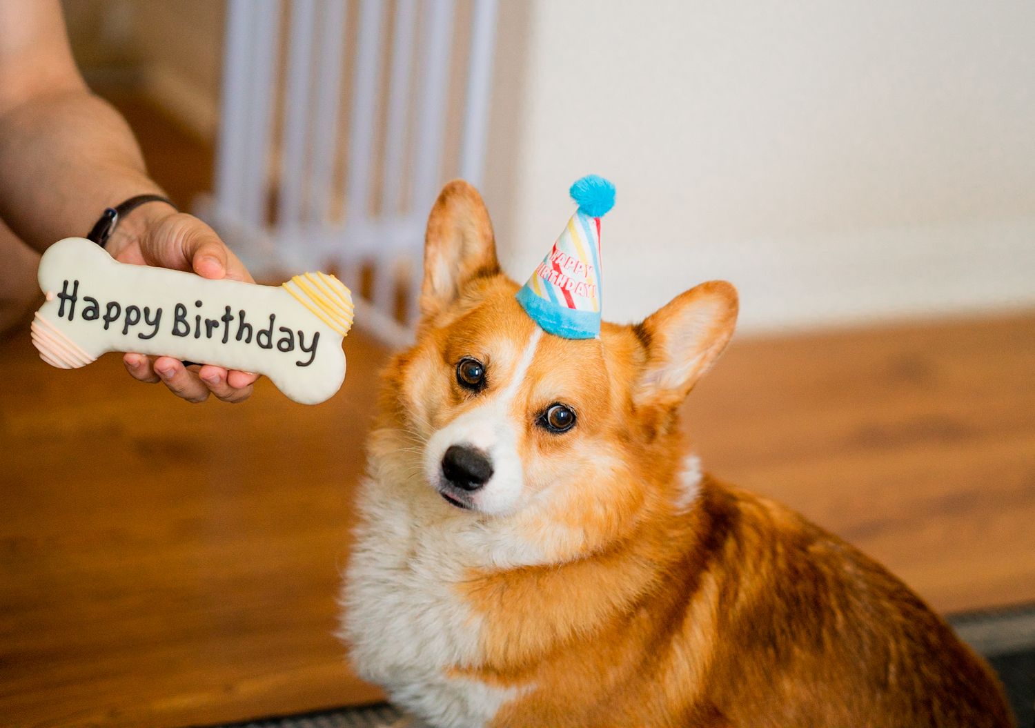 Corgi wearing a birthday hat while being presented with a bone-shaped treat.
