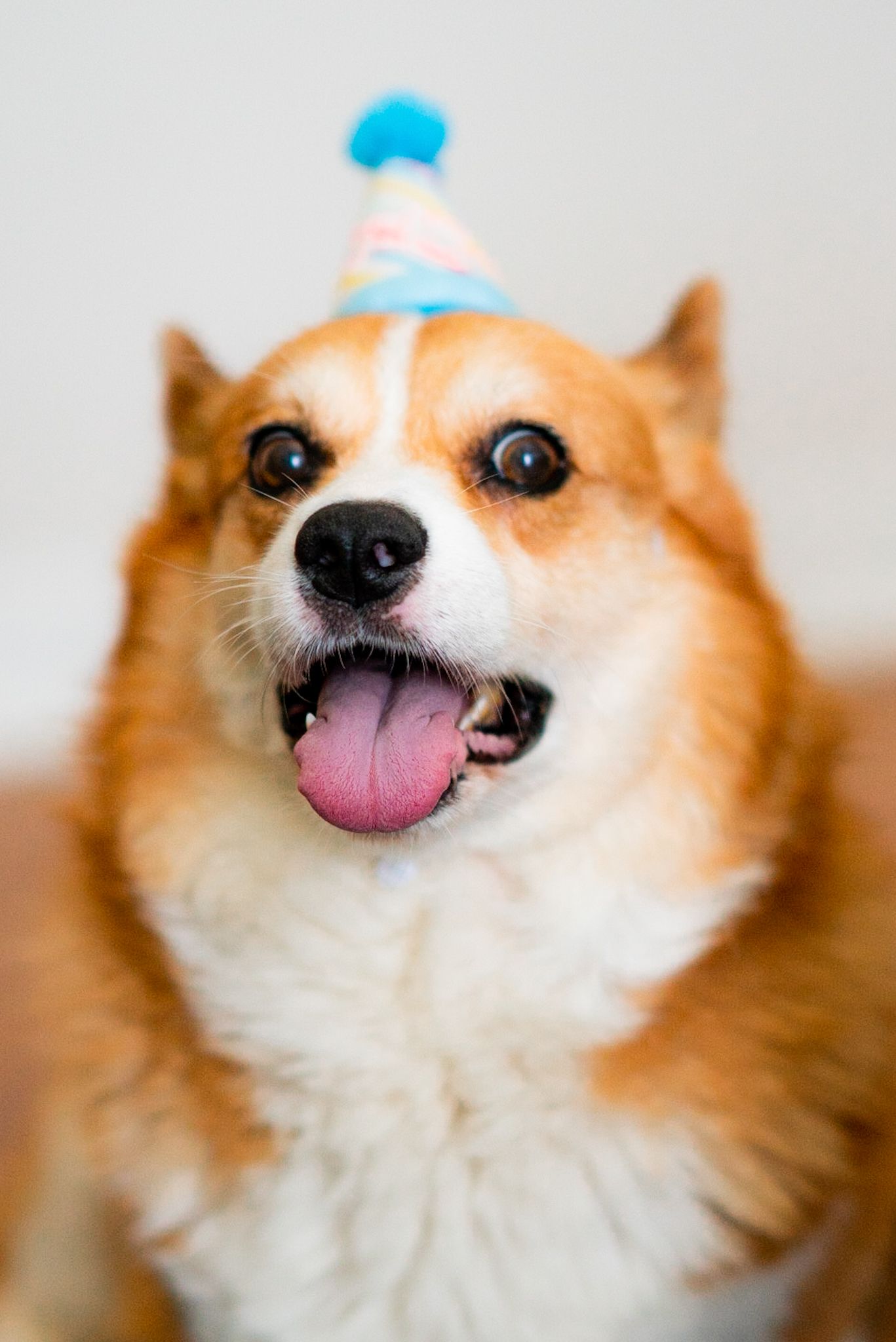 Happy Corgi dog wearing a blue party hat with tongue sticking out.