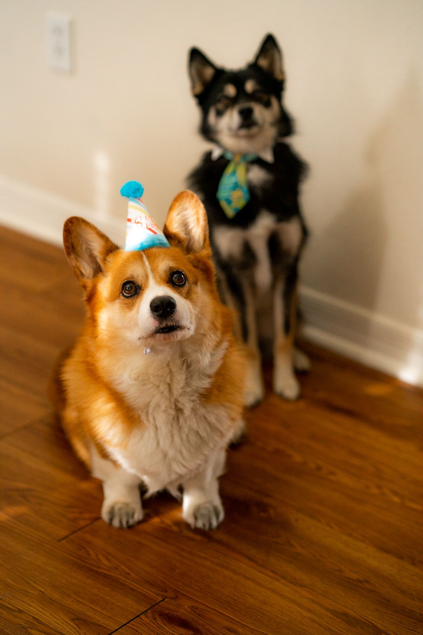 Two dogs in party attire, one Corgi in blue hat and one black dog with tie.