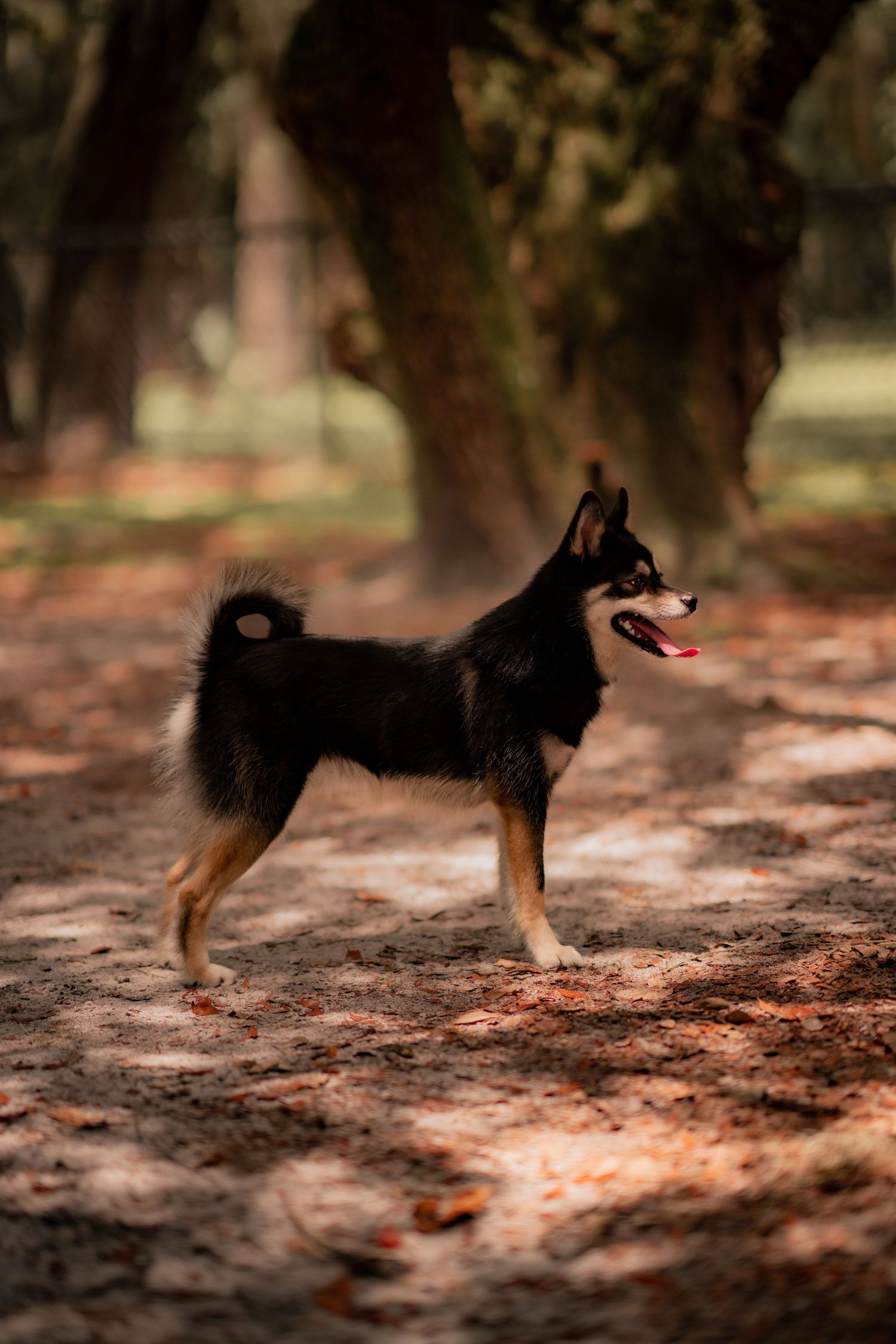 Black and tan Pomsky dog standing alert on forest trail covered in fallen leaves.